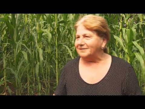 სახელმწიფოსთან ერთად აზიურ ფაროსანასთან ბრძოლაში ფერმერებიც აქტიურად არიან ჩართულნი.