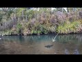 Catching HUGE trout in New Zealand. Pt 2