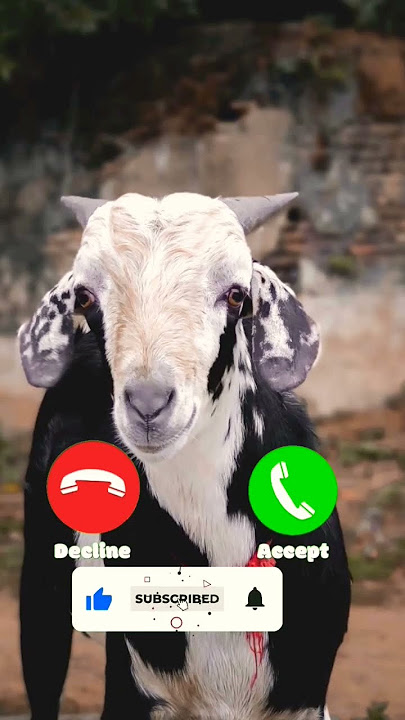 Goat ringtone notification ringtone trending ringtone sms ringtone message ringtone #Goat_ringtone