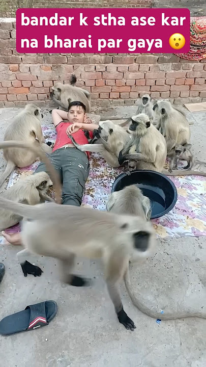 bandar k stha kar na bharai par gaya #monkey k stha karo#bandar #viral #shortsfeed #viralvideo #yts