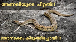 ഇതാണ് മക്കളേ അണലി 🤢🤢| അണലി ചീറ്റുന്നത് കേട്ടിട്ടുണ്ടോ?|OMG😲 Viper hissing like a cooker whistle