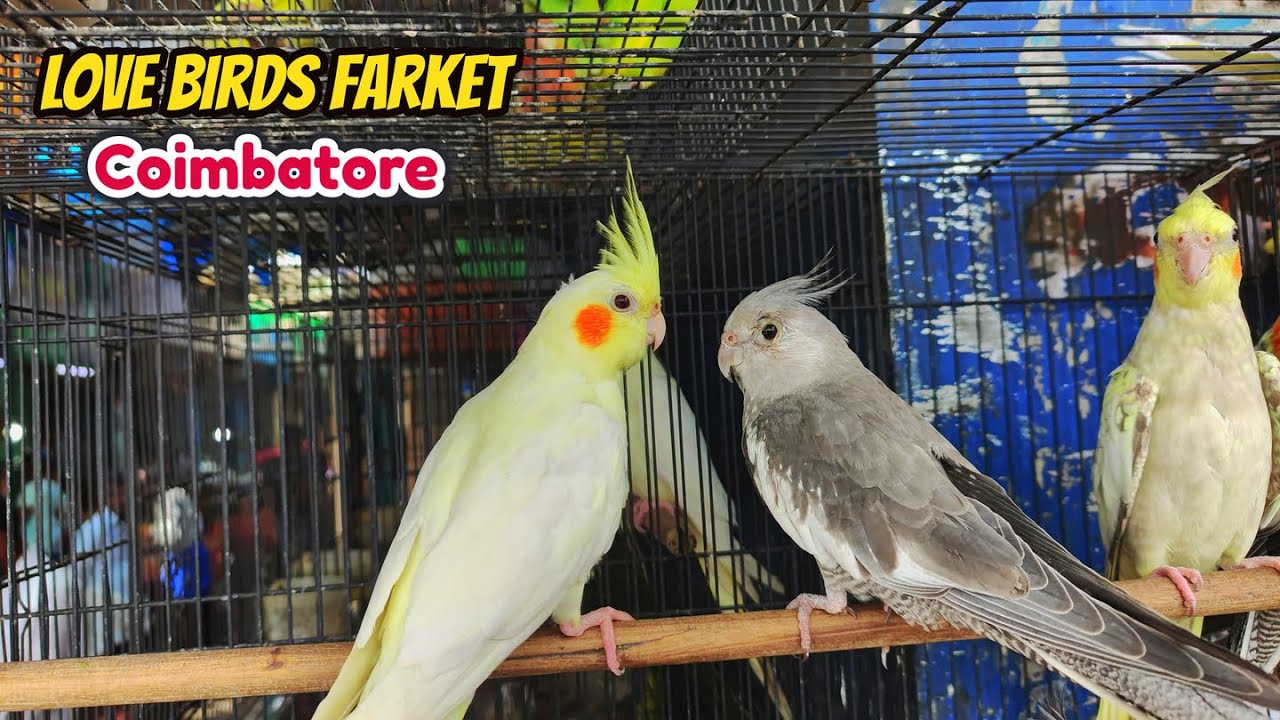 Most Popular PET BIRD Love Birds Coimbatore Cheapest Birds Market 5-kg-kili-fish-cutting-ukkadam-market-youtube