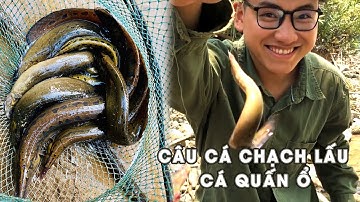 CÂU CÁ CHẠCH QUẤN Ổ / Cách câu chạch lấu siêu dễ !!! 🏕️