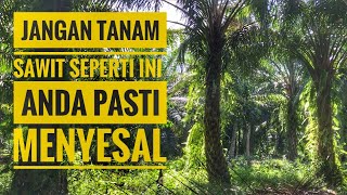Superior oil palm seeds are of no use in this oil palm plantation!!!