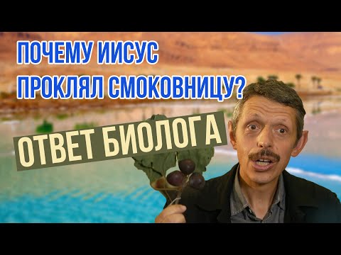 Почему Иисус проклял смоковницу? - ответ биолога