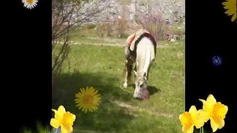 Kizoa Video Yapma Programı: ERZURUM ŞENKAYA BEREKETLİKÖYÜ