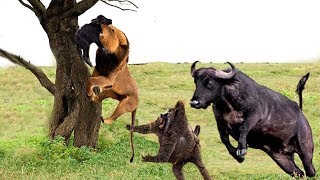 OMG! Epic Battle Of Buffalo Head Vs King Lions! Mother Buffalo and Monkey Destroy Lions Save Calf