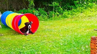 Boxer Labrador Mix Puppy Playing With Her New Toy [12 Weeks][60fps]