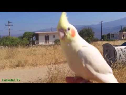 ცხოვრობდა ერთი თუთიყუში....