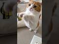 きょうのさくら家🐾輪ゴムがだいすきなとろちゃん #2