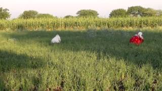 Indian village - Agriculture field with jowar & onion crops and goat farm.