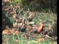 Migración de aves en el estrecho de Gibraltar (parte 1) de 4