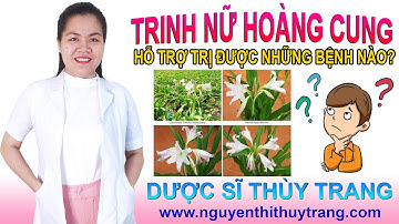 Cây trinh nữ hoàng cung có tác dụng chữa trị bệnh gì