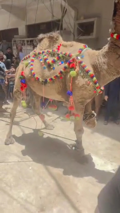 Huge Camel Qurbani | Eid al-Adha Camel Sacrifice | Following Prophet Ibrahim's Legacy #eiduladha