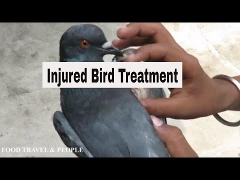 Wounded Pigeon : Injured Bird Treatment