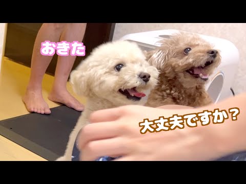 飼い主が体調不良だった翌朝に気を遣う兄犬と容赦なく起こす妹犬がこちら