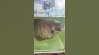 Ikan Kaloi