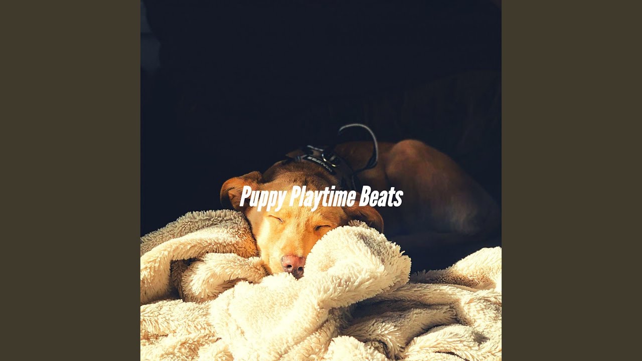 sensational-ambiance-for-keeping-dogs-entertained-youtube