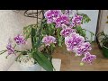Орхидея "ДИКИЙ КОТ" (Phal.Wild Cat) 🥰 Зимнее ДОМАШНЕЕ цветение