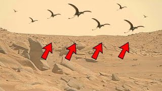 Mars Latest Video - Sol 1039 | Mars 4k Video | Mars Footage 4k