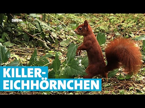 Video: Wurden Eichhörnchen nach Amerika gebracht?