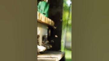 The Power of Bees – Nature’s Perfect Workers 🐝🍯