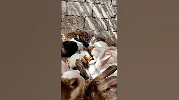 تربية الدجاج صلوا على النبي 