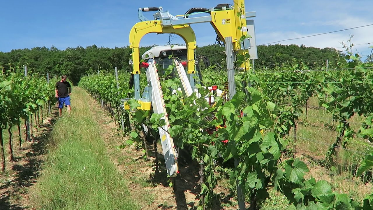 KMS RINKLIN zvedač letorostů DL 3000H Vario, odrůda Rulandské šedé 2.