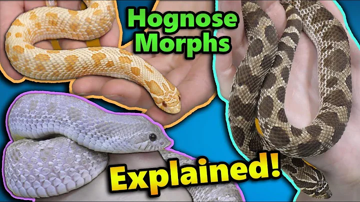 All About Hognose Snake Morphs!