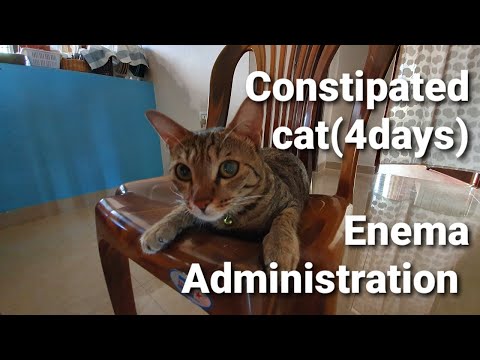 Video: 9 Mga Paraan Upang Matulungan Ang Iyong Constipated Cat