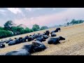 #farming #viralshorts #desiviilagelifetstyle #baffalo #dairyfarm #pindawale #brand