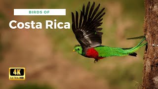 Birds of Costa Rica in Mesmerizing 4K | Wings of Paradise by Wild Chapter 219 views 3 months ago 8 minutes, 59 seconds