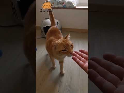 Amour de chats 😻 #amour #chat #chats #chatdrole