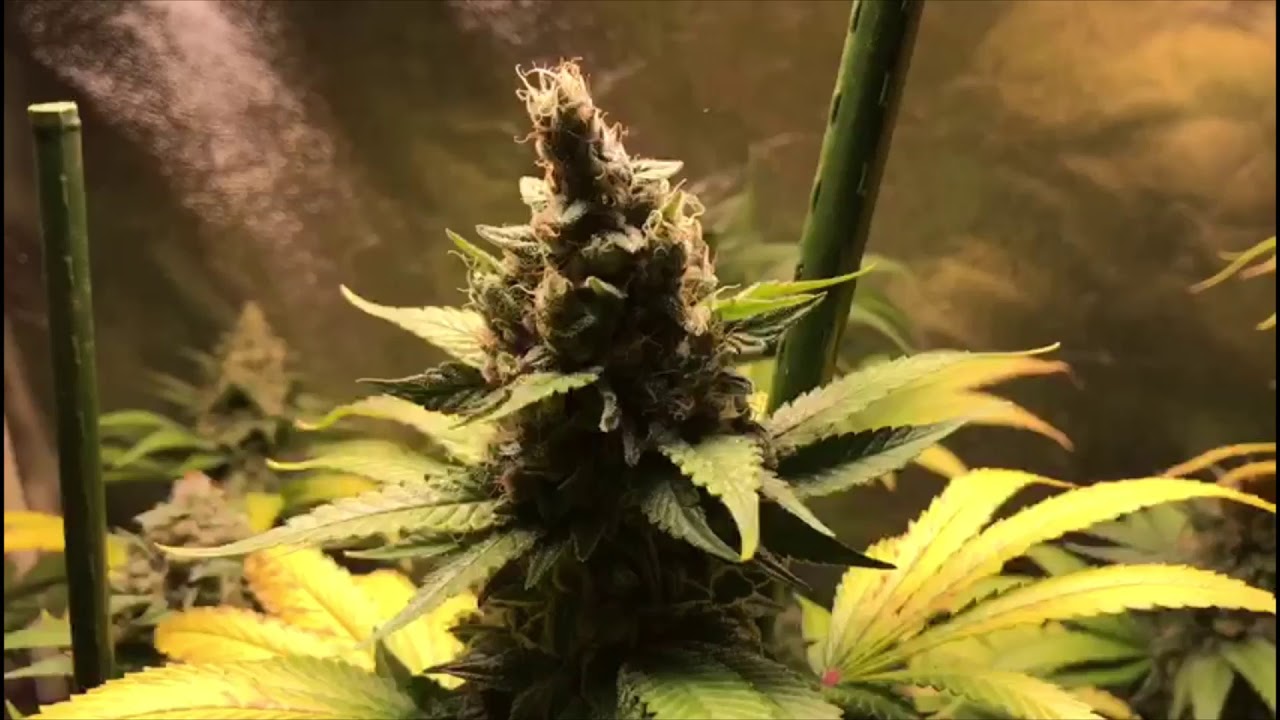 Blue Cheese & Skyline 400 led grow lights