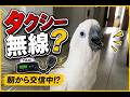 朝からタクシー無線みたいに喋るオウム