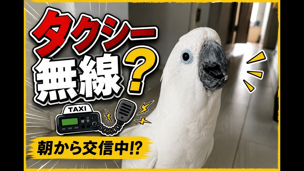 朝からタクシー無線みたいに喋るオウム