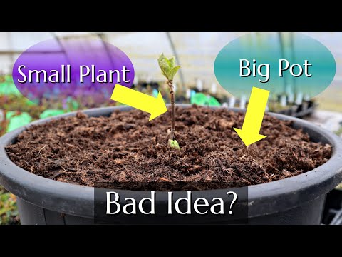 Small Plant,  Big Pot - Bad Idea?