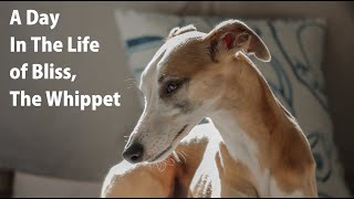 A Day In The Life of Bliss, The Whippet