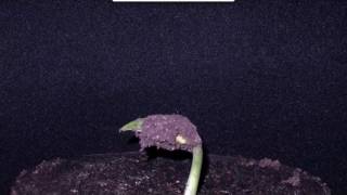 Lima Bean Time Lapse