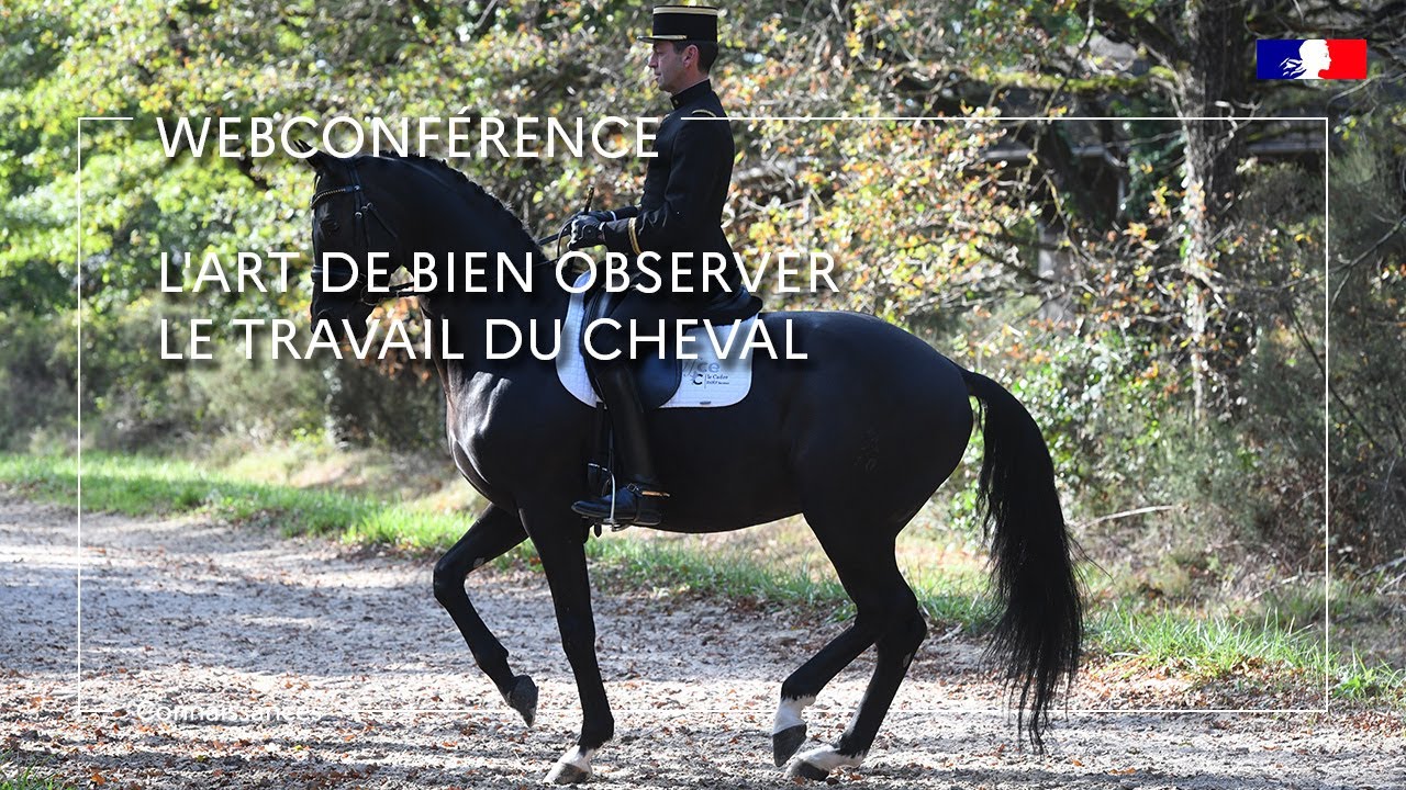 L’art de bien observer le travail du cheval - Bernard Maurel