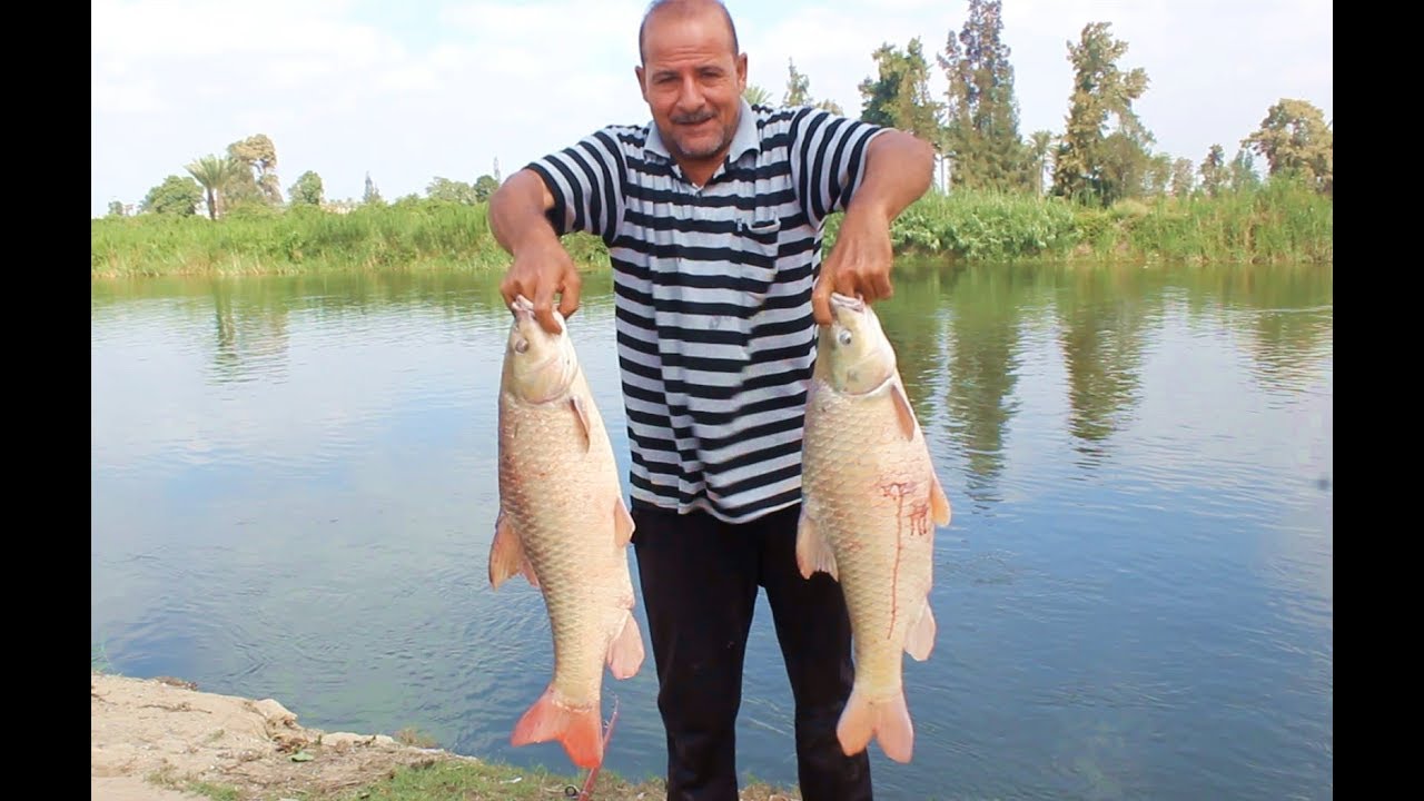 متعة صيد سمك البنى بالعنب الجزء التانىcarp fishing