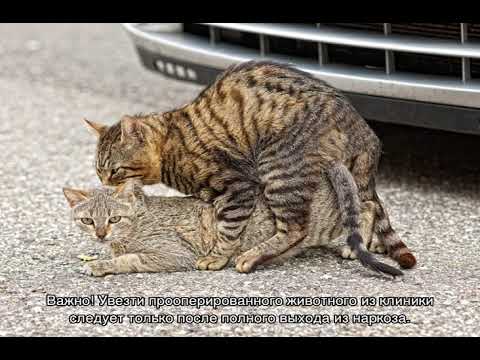 Может ли кастрированный кот спариваться с кошкой