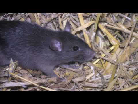 Black Rat The British Mammal Guide Youtube