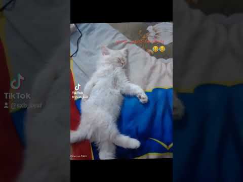 كضومي يما كضومي يما ولك كضومي كوم كوممممم