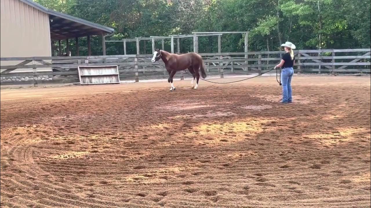 Chromedoubt 2022 NSBA Yearling Sale Hip 88 YouTube