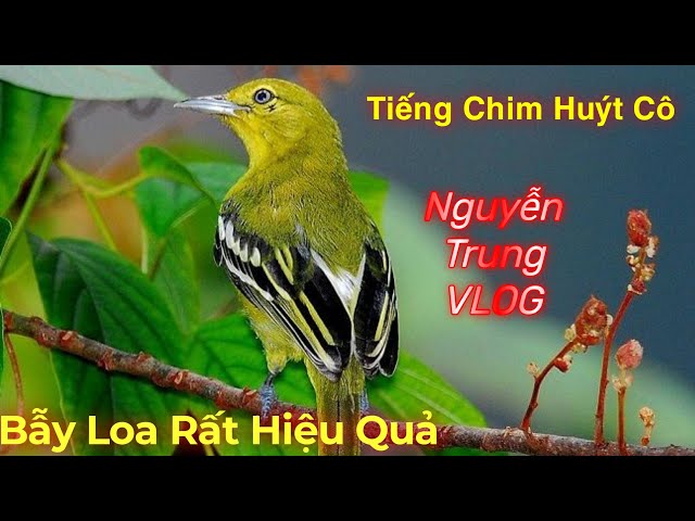 Tiếng Hót Chim Huýt Cô Dùng Bẫy Loa Chim Về Nhanh class=