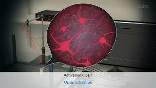 Bundle-imaging Fiber Photometry with Targeted Optogenetics (BFTO) system