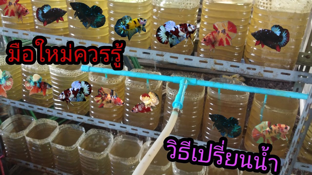 มือใหม่ควรรู้ วิธีเปลี่ยนน้ำปลากัด EP. 44