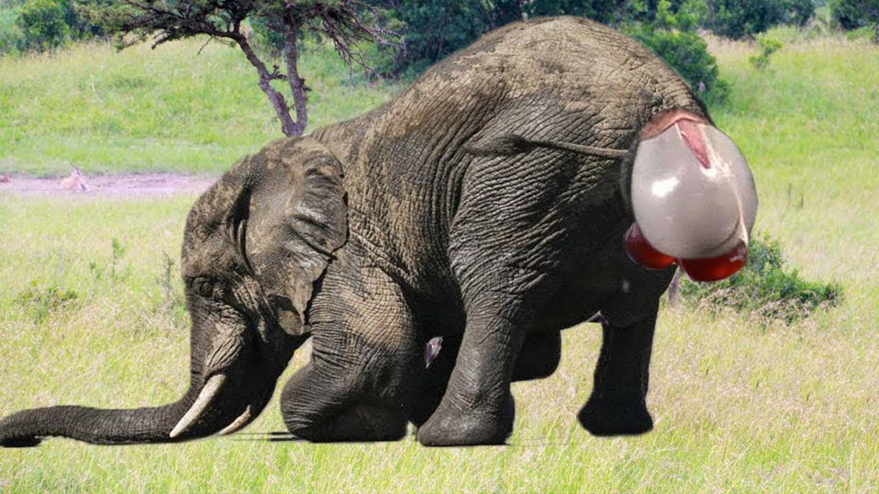 This Is How These 10 Animals Look Like while Giving Birth. - YouTube