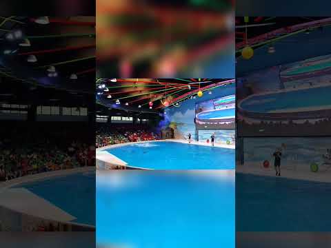 #dolphins #dolphinshow #dubai #dolphinarium #uae